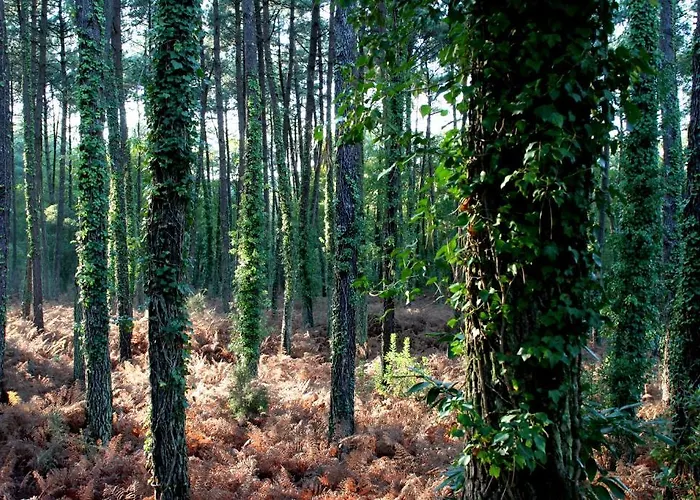 De L'etang Blanc Hotel Seignosse